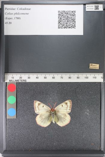 Media type: image;   Entomology 125358